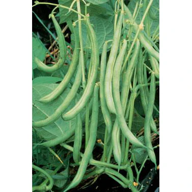 Burpees Stringless Green Beans Seeds 9918302