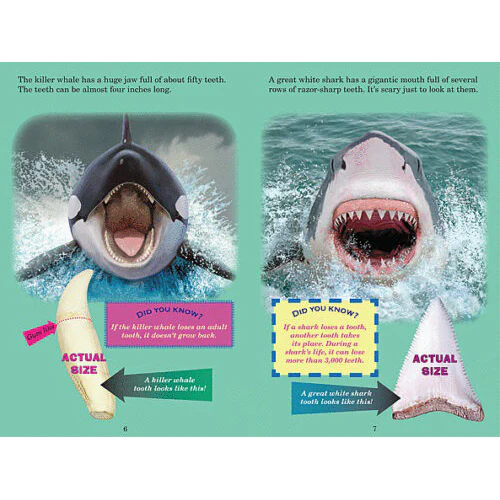 Who Would Win? Killer Whale vs Great White Shark 9780545160759 - Image 2